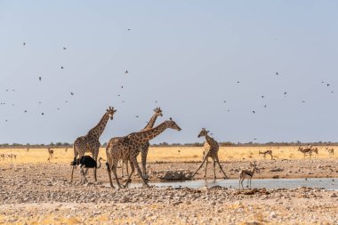Namibya 'daki bir su birikintisinde bir zürafa sürüsü.