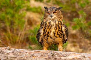 Büyük kartal baykuşu (