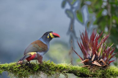 beautiful colored plate-billed mountain toucan (Andigena laminirostris) sitting n the branch very near in the cloud forest clipart