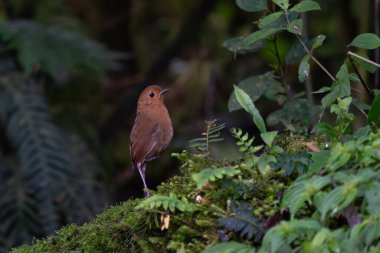 Tawny antpitta (Grallaria quitensis), Grallariidae familyasından bir kuş türü..