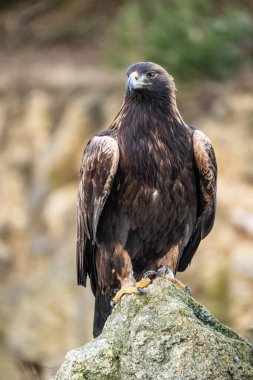 Kaya Kartalı (Aquila chrysaetos) kuzey yarımküredeki en büyük kartal türüdür ve Çek Cumhuriyeti 'nde yaşayan en büyük yırtıcı hayvandır.