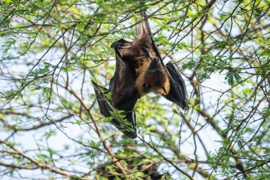 Hindistan 'da uçan tilki ya da daha büyük Hint meyve yarasası veya Pteropus giganteus' un yüzü ya yakın çekim ya da Ranthambore Ulusal Parkı kaplan koruma alanı Rajasthan Hindistan 'da kanat genişliğinde göz teması ile ağaca asılı portre.