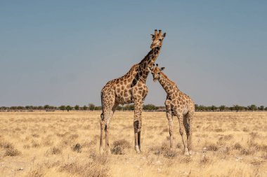 Namibya 'daki bir su birikintisinde bir zürafa sürüsü.