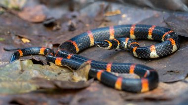 Doğu mercan yılanı (Micrurus fulvius)