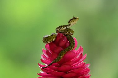 Kirpik Viper - Bothriechis schlegelii, Orta Amerika ormanlarından güzel renkli zehirli çukur engereği, Kosta Rika