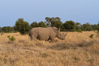 White Rhinoceros Ceratotherium simum Square-lipped Rhinoceros at Khama Rhino Sanctuary Kenya Africa.
