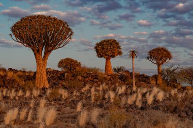 Çöl yatay, titreme ağaçları (Aloe dichotoma) ile Northern Cape, Güney Afrika