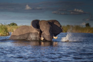 Afrika Bush Filleri 'nin Clsoe' si vahşi yaşam koruma alanında yolda yürüyor. Masai Mara, Kenya, Afrika.