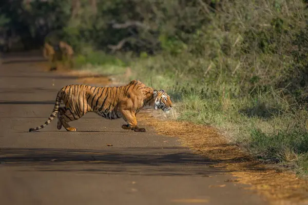 Amur Tiger, Panthera Tigris Altaica, uzanmış etrafı izliyor.
