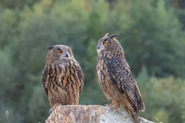 stock image The great eagle owl (Bubo bubo) is a large species of owl in the Strigidae family. It is the largest European owl.