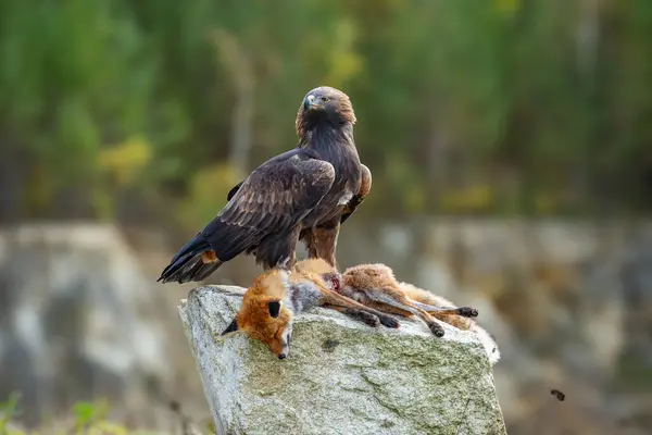 stock image Golden eagle, aquila chrysaetos, standing on a dead fox and feeding with its flash in autumn nature. Wild bird of prey tearing pieces of a kill on a dry grass in autumn nature with blurred background.