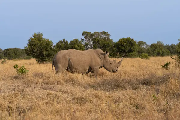 stock image White Rhinoceros Ceratotherium simum Square-lipped Rhinoceros at Khama Rhino Sanctuary Kenya Africa.