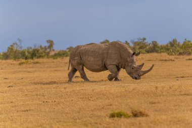 White Rhinoceros Ceratotherium simum Square-lipped Rhinoceros at Khama Rhino Sanctuary Kenya Africa.