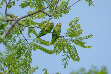 Kobalt kanatlı muhabbet kuşu. Brotogeris siyanoptera. Sani Adası, Rio Napo, Yukarı Amazon havzası, Ekvador