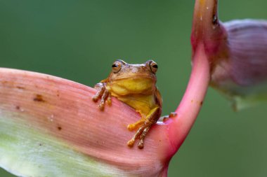 Dendropthe ebraccatus, kum saati ağaç tepesi ya da pantolonsuz ağaç tepeciği olarak da bilinir.