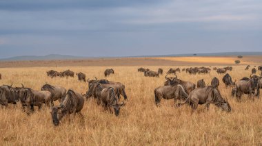 Wildebeest migration, Serengeti National Park, Tanzania, Africa