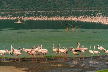 beautiful sunset over Lake Baringo with pink flamingos in the foreground