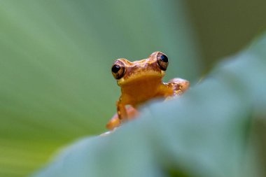 Dendropthe ebraccatus, kum saati ağaç tepesi ya da pantolonsuz ağaç tepeciği olarak da bilinir.