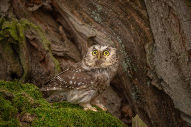 Boreal baykuş (Aegolius funereus) küçük bir baykuştur. Avrupa 'da tipik olarak İsveçli doğa bilimci Peter Gustaf Tengmalm' dan ya da daha nadir olarak Richardson 'ın baykuşundan sonra Tengmalm baykuşu olarak bilinir..