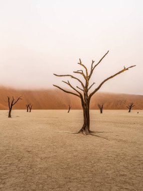 Ölü Camelthorn ağaç kırmızı tepeleri ve Deadvlei, Sossusvlei mavi gökyüzünde karşı. Namib-Naukluft Milli Parkı, Namibya, Afrika