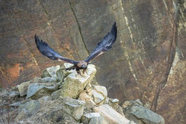 Kaya Kartalı (Aquila chrysaetos) kuzey yarımküredeki en büyük kartal türüdür ve Çek Cumhuriyeti 'nde yaşayan en büyük yırtıcı hayvandır.