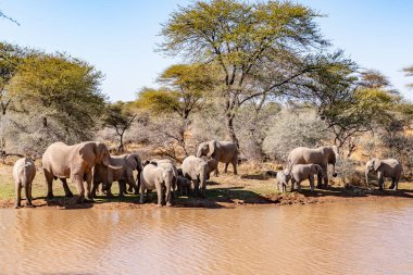 Afrika Bush Filleri 'nin Clsoe' si vahşi yaşam koruma alanında yolda yürüyor. Masai Mara, Kenya, Afrika.