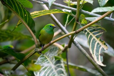 Beautiful tanager Blue-naped Chlorophonia, Chlorophonia cyanea, exotic tropical green songbird from Colombia. Wildlife from South America. Birdwatching in Colombia