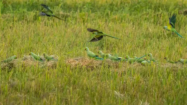 stock image Flying the rose-ringed parakeet (Psittacula krameri), also known as the ring-necked parakeet, is a medium-sized parrot. Beautiful colourful parrot, cute parakeets