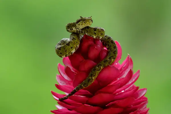 Stock image Eyelash Viper - Bothriechis schlegelii, beautiful colored venomous pit viper from Central America forests, Costa Rica