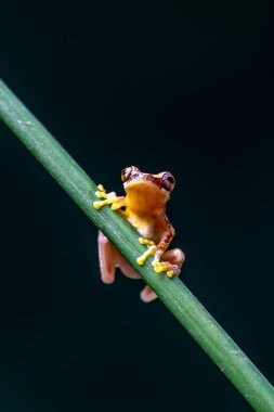 Dendropthe ebraccatus, kum saati ağaç tepesi ya da pantolonsuz ağaç tepeciği olarak da bilinir.