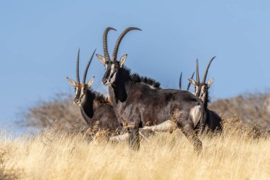 Açık çayır, Mokala Ulusal Parkı, Güney Afrika 'da nadir bulunan bir roan antilobu (Hippotragus equinus)