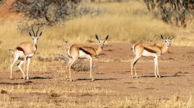 Springbok, Antidorcas Marsupialis, Kgalagadi Transfrontier Park, Kalahari Çölü, Güney Afrika