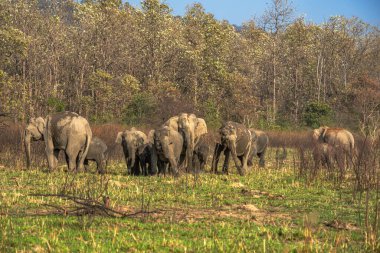 Asya fili. Elephas maximus A dişli erkek Asya fili Bandipur Ulusal Parkı 'nda, Karnataka, Hindistan batıda, Nepal kuzeyde, Sumatra güneyde ve Borneo' da.