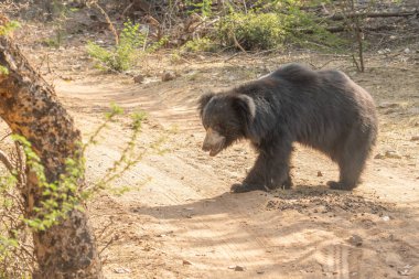 Benekli ayı (Tremarctos ornatus), And ayısı, And ayısı, kısa yüzlü ayı veya dağ ayısı olarak da bilinir.