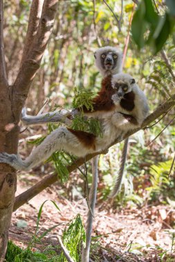 Afrika, Madagaskar, Anosy, Berenty Reserve. Halka kuyruklu lemur, Lemur catta. Bir kadın ve bebek portresi.