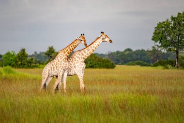 Bir grup Rothschild zürafası Murchison Ulusal Parkı 'nda (Uganda) karşıdan karşıya geçiyor. Diğer zürafaların aksine Rothschild 'ın zürafası...