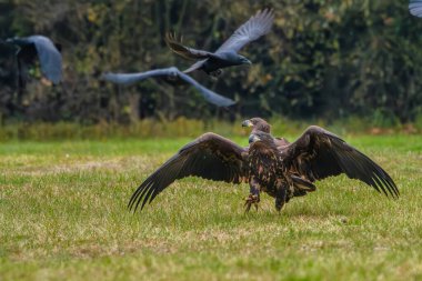 White Tailed Eagle (Haliaeetus albicilla) in flight. Also known as the ern, erne, gray eagle, Eurasian sea eagle and white-tailed sea-eagle. Wings Spread. Poland, Europe. Birds of prey.