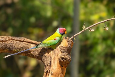 Erik başlı muhabbet kuşu (Psittacula siyanocephala) Rajaji Ulusal Parkı, Uttarakhand 'daki ağaçta tünedi.