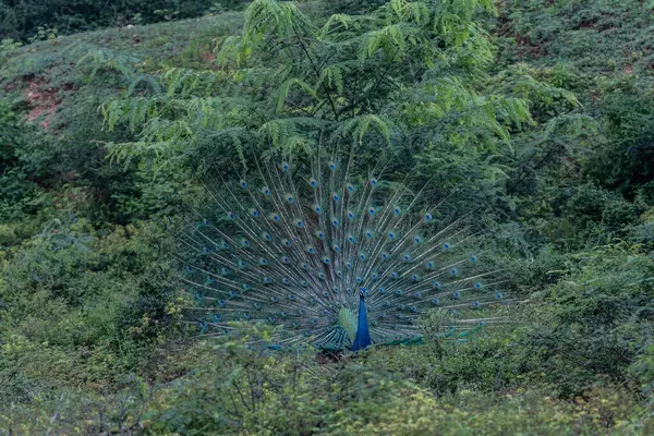 stock image Peacock blue, peacock ordinary Pavo cristatus . Beautiful peacock walking freely.