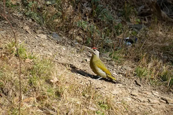 stock image Beautiful bird, European green woodpecker, closeup (Picus viridis) green bird with red cap on the tree.