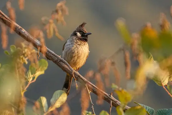 stock image Meet the Himalayan Bulbul, scientifically known as Pycnonotus leucogenys, is a member of the bulbul family predominantly found in the northern regions of the Indian subcontinent.