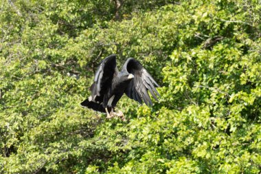 Ortak Kara Şahin - Buteogallus anthracinus, eskiden Küba 'nın kara şahini olan Accipitridae familyasından yırtıcı bir kuş (Buteogallus gundlachii).