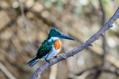 Amazon Kingfisher (kloroceryle amazona) vahşi doğada