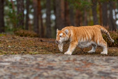 A Male Bengal Tiger marking his territory.Image taken during a safari at Bandhavgarh national park in the state of Madhya Pradesh in India.Scientific name- Panthera Tigris