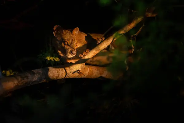 stock image fossa walks through the jungle in madagascar.