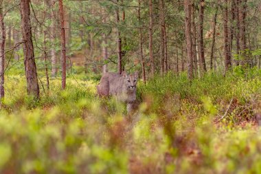 Cougar (Puma concolor), dağ aslanı, puma, panter veya catamount olarak da bilinir. Batı yarımkürede herhangi bir büyük vahşi karasal memeli en büyük.