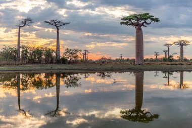 Baobab ağaçları gün batımında Madagaskar 'da Baobab Bulvarı' nda