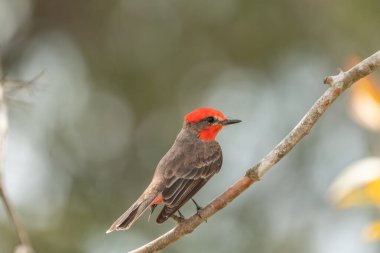 Sinekkapan (Pyrocephalus rubinus) bir ağaç dalına tünemiştir.