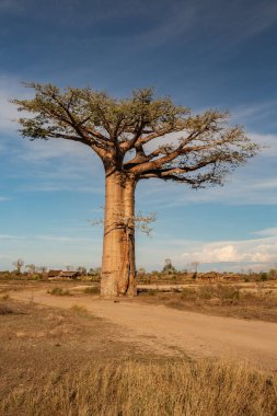 Baobab ağaçları gün batımında Madagaskar 'da Baobab Bulvarı' nda