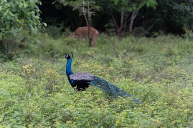 Tavus kuşu mavisi, tavus kuşu sıradan Pavo kristali. Güzel tavus kuşu özgürce yürüyor.